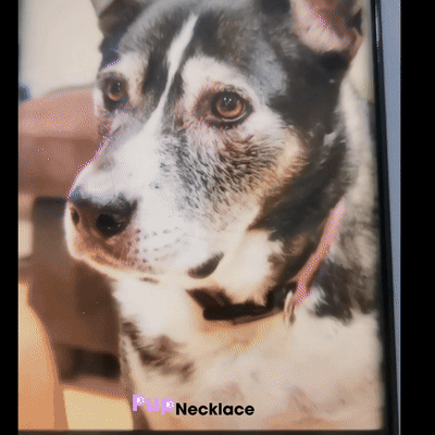Pet Face Tumbler